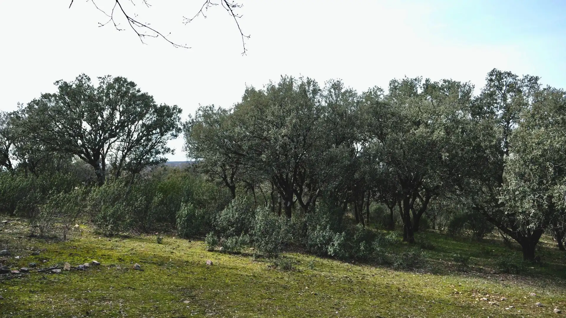 Land for sale in Arbancón