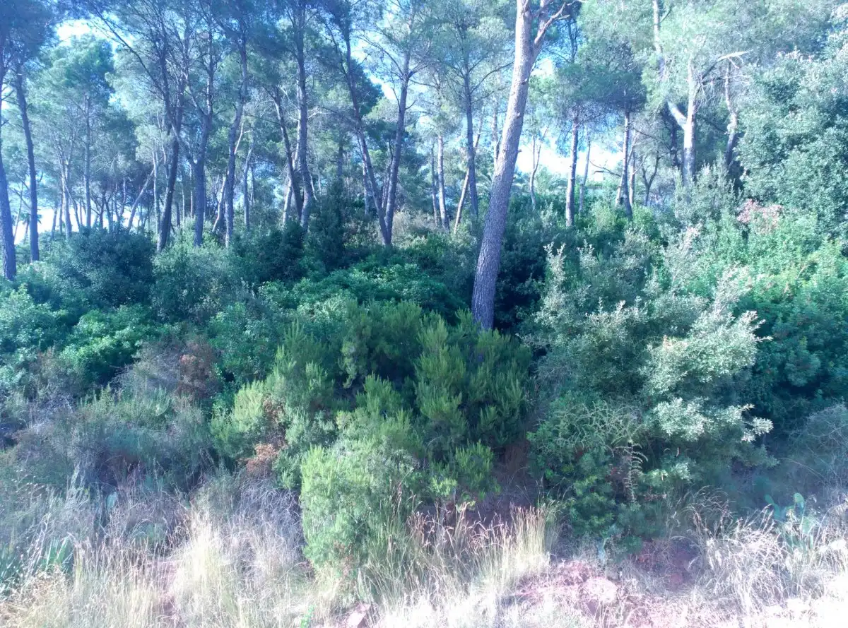 Terreni e lotti in vendita a Corbera de Llobregat, imagen 27