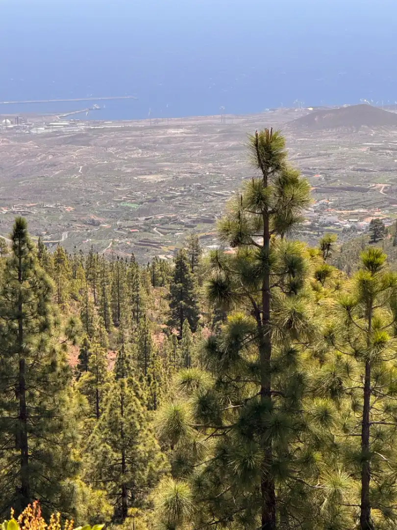 Vista exterior de Finca rústica en venta en Granadilla de Abona con Calefacción, Jardín privado y Parquet