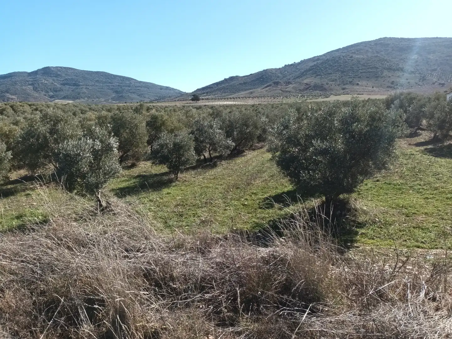 Land for sale in Villapalacios