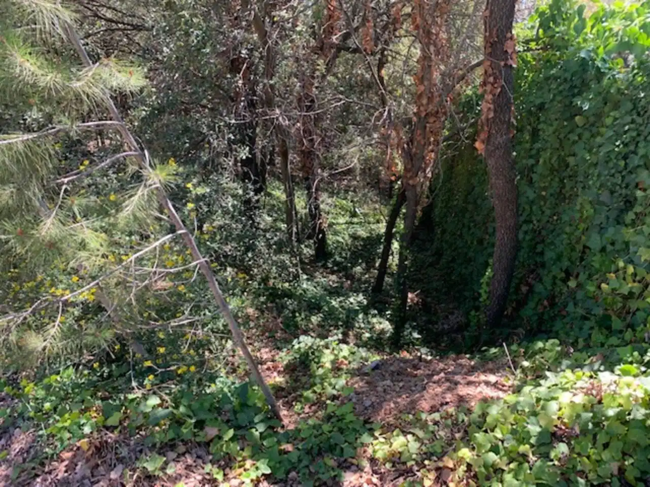 Rural land for sale in Calle de la serra del gall, imagen 8