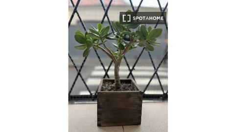 Foto 2 de Pis per a compartir a La Barceloneta,  Barcelona Capital