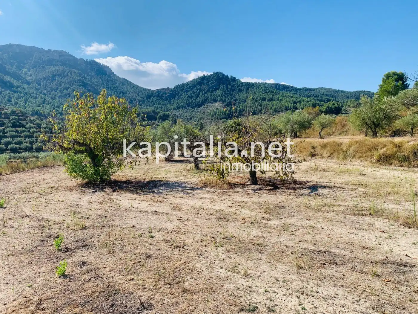 Terreno residencial en venta en Alfafara, imagen 4