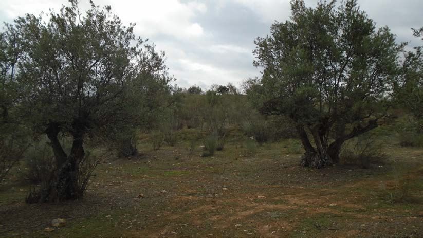 Residential for sale in Quer