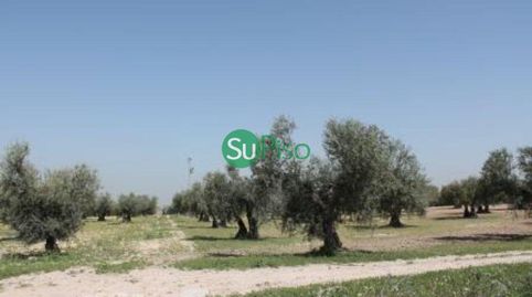 OLIVAR EN VENTA EN YELES, immagine 3