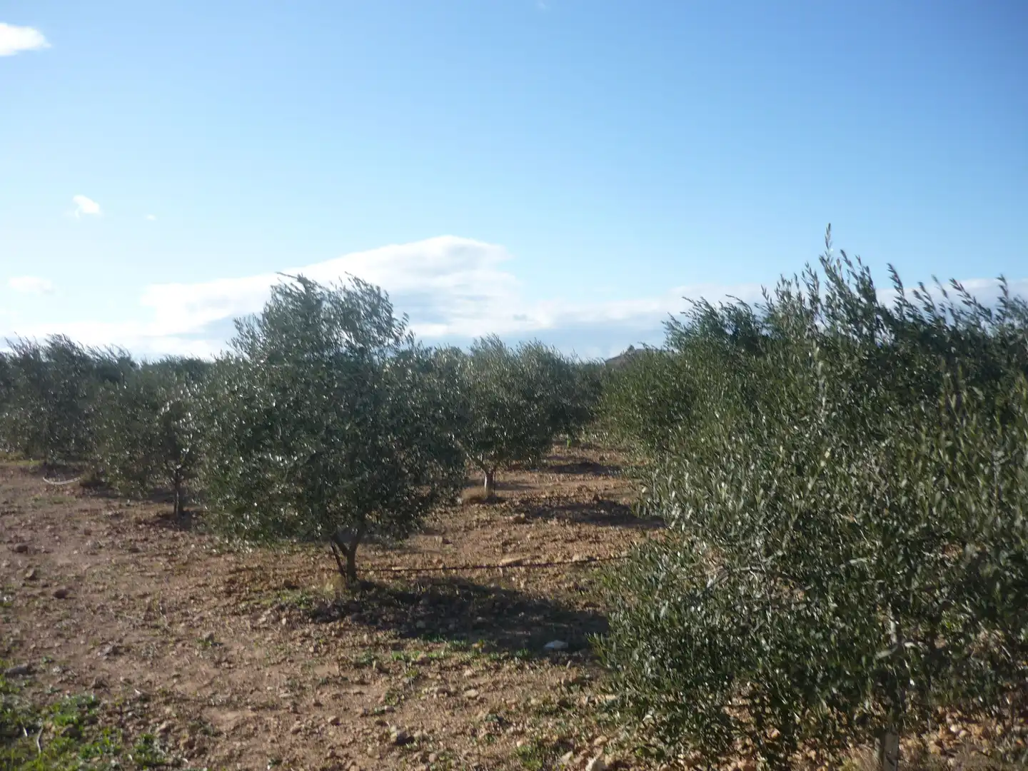 Land for sale in Vila-rodona