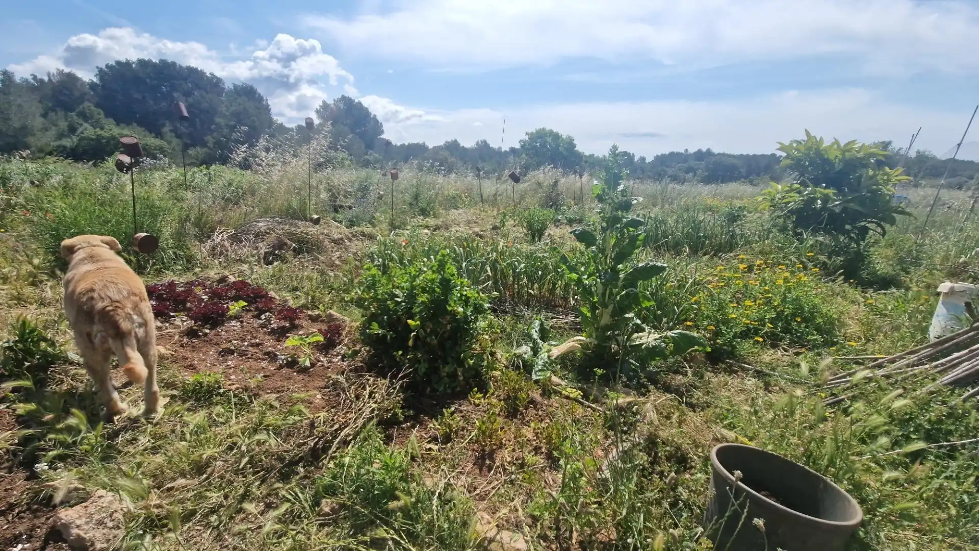 Terreno rustico in vendita a Valls, imagen 40