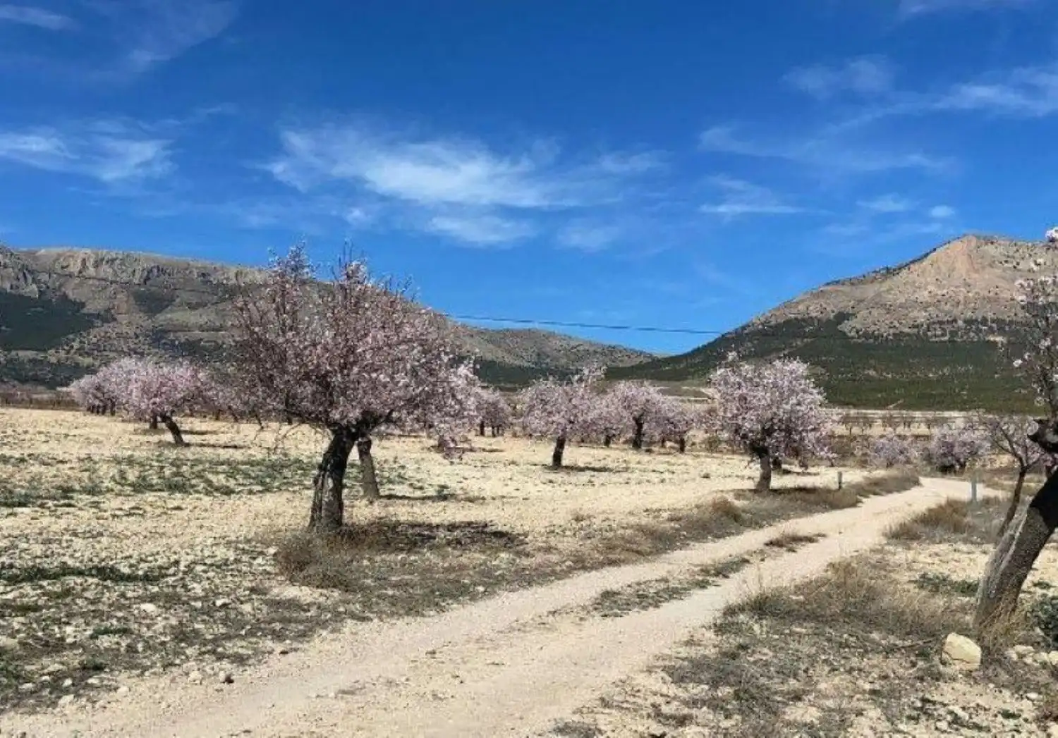Vista exterior de Finca rústica en venta en Vélez-Rubio con Calefacción, Jardín privado y Trastero