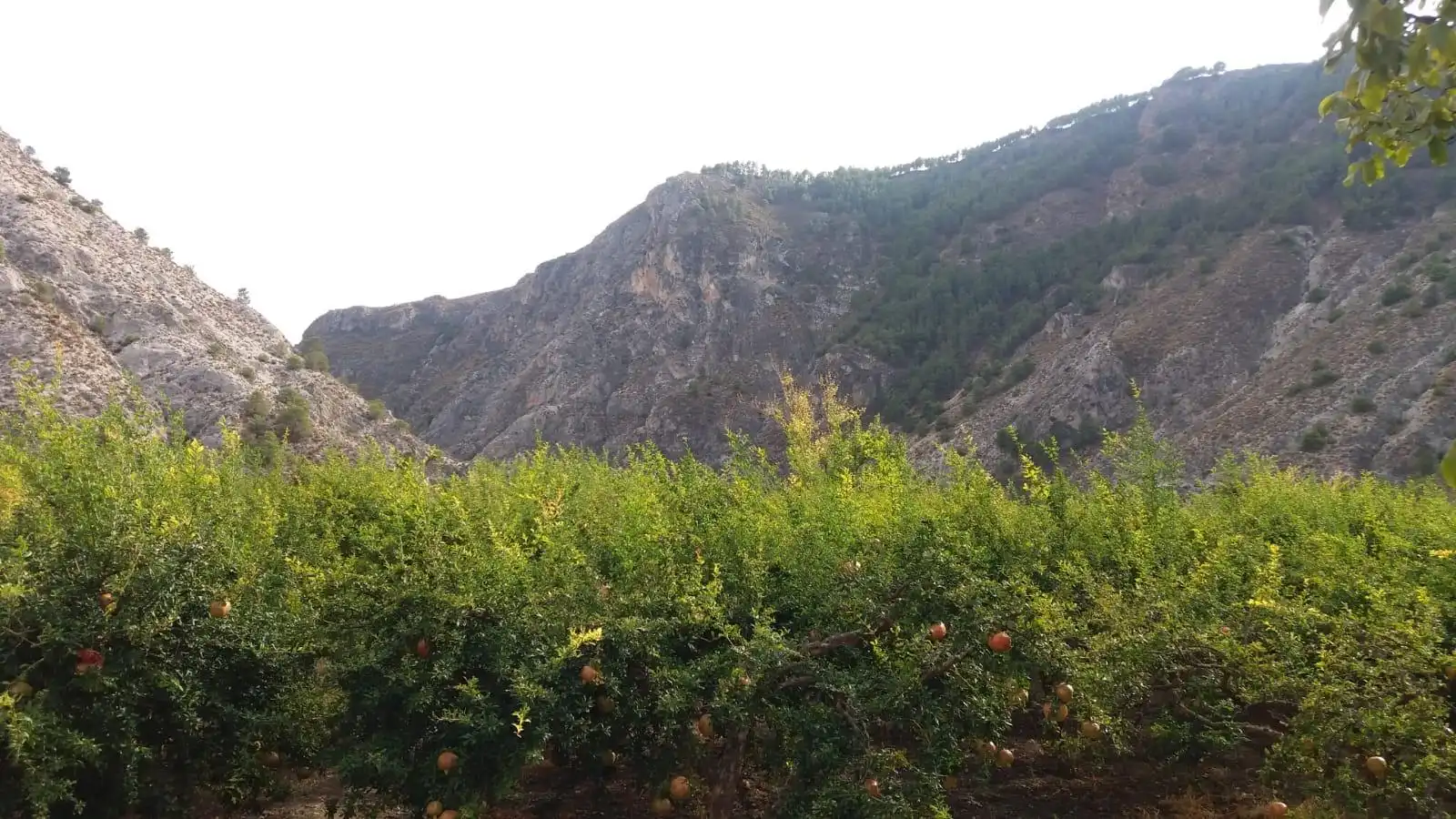Rural land for sale in Villamena, imagen 4