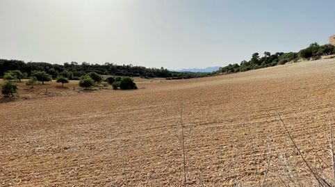 Terreno en Mallorca para casa de campo, Sineu, immagine 4
