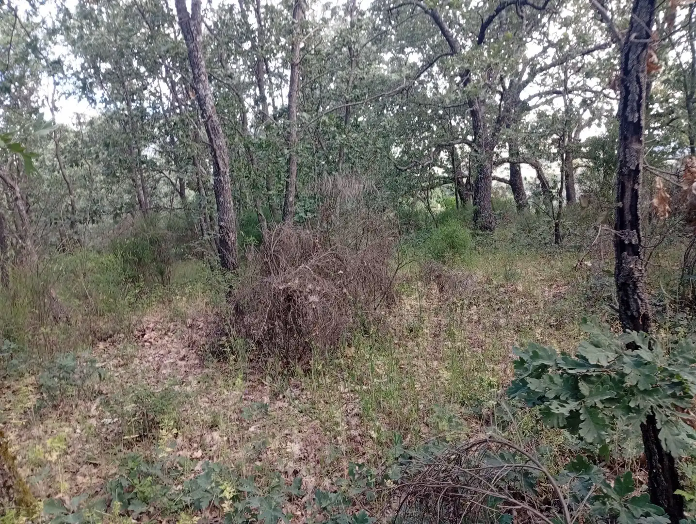 Terreni e lotti in vendita a Losar de la Vera, imagen 49