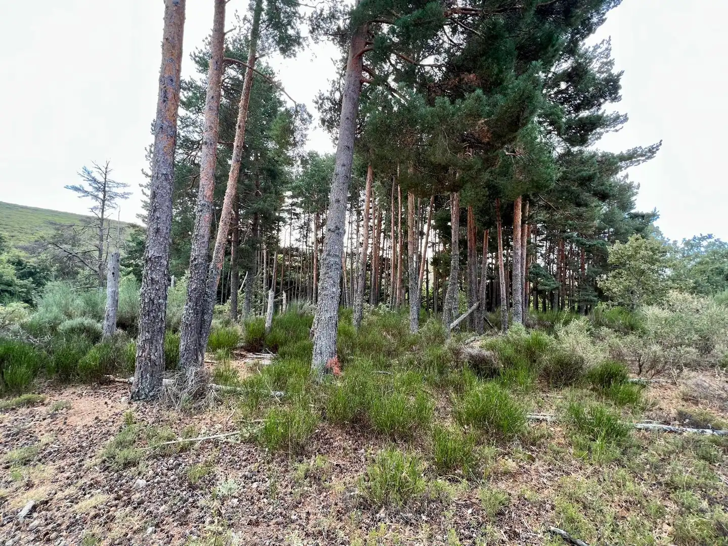 Grundstücke zum Verkauf in Piornal