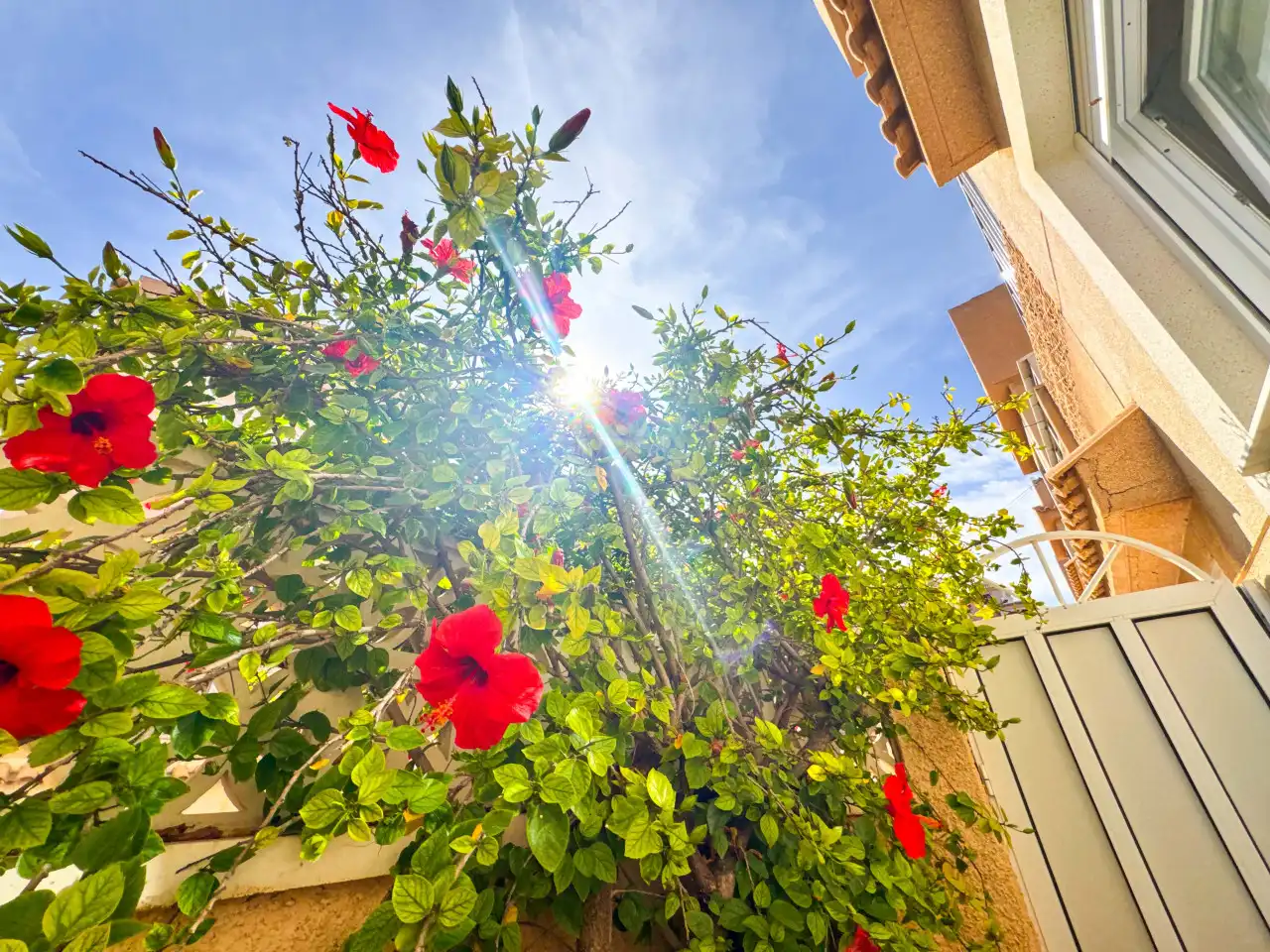 Jardí de Casa adosada en venda en Torrevieja amb Aire condicionat, Calefacció i Jardí privat