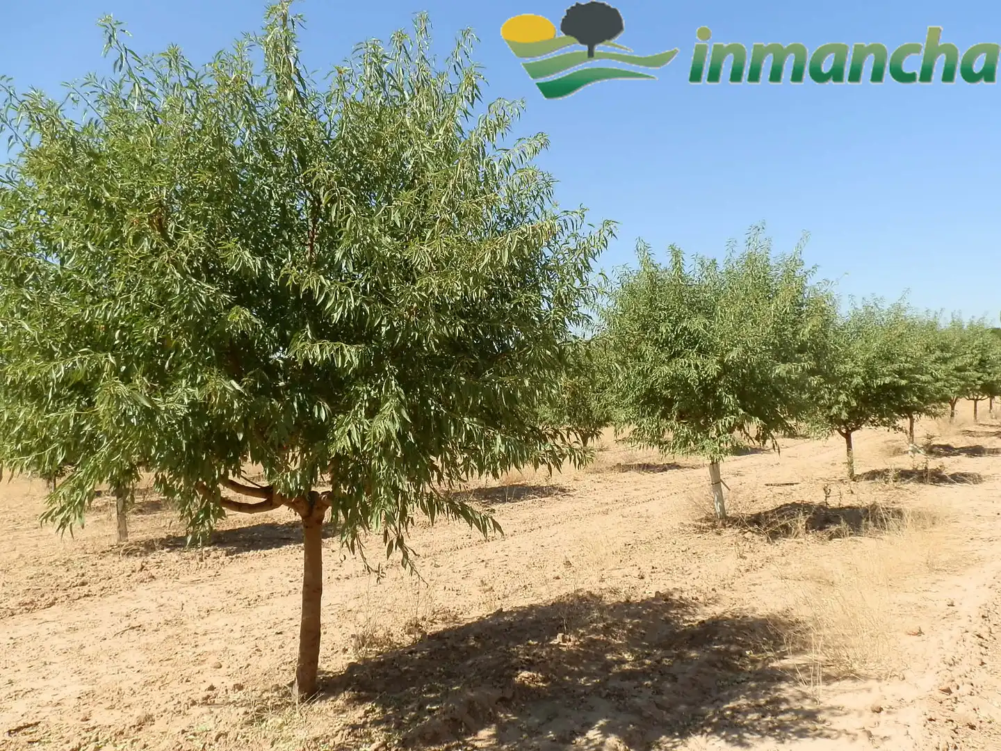 Rural land for sale in La Roda, imagen 20