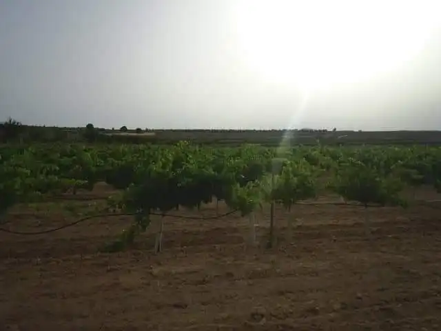 Residential land for sale in Yecla, imagen 3