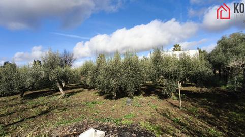 Foto 5 de Finca rústica en venta en Villamartín, Cádiz