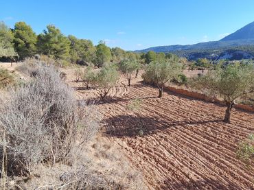 Terreno rustico in vendita a Tibi