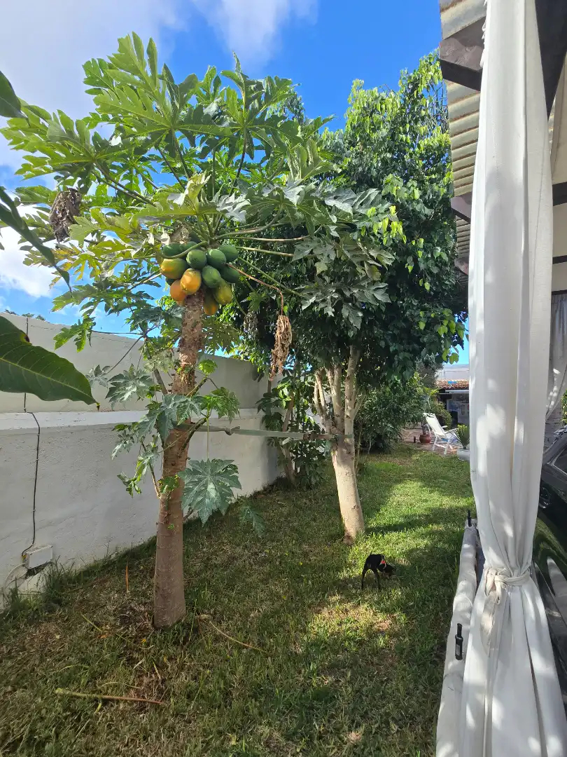 Jardí de Casa o xalet en venda en Arona amb Aire condicionat, Jardí privat i Parquet