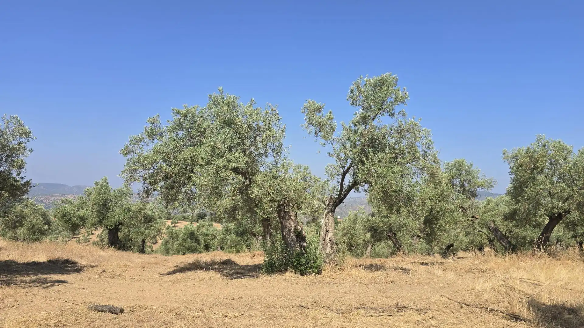 Finca rústica en venta en Pozoblanco