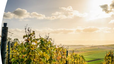 Foto 5 von Residential zum Verkauf in El Molar (Tarragona), Tarragona