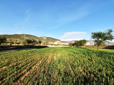 Terreno rustico in vendita a Padul