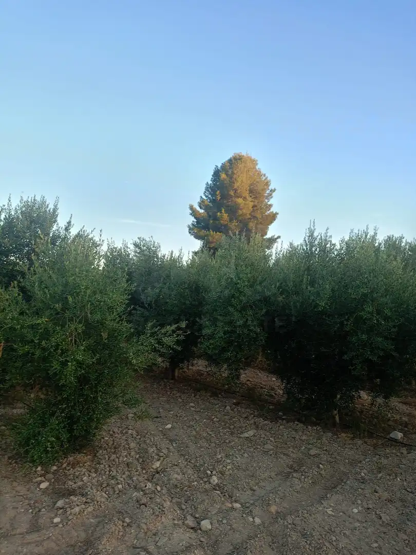 Residencial en venda en Lorca