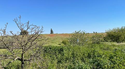 Foto 4 de Finca rústica en venda a Bollullos Par del Condado, Huelva