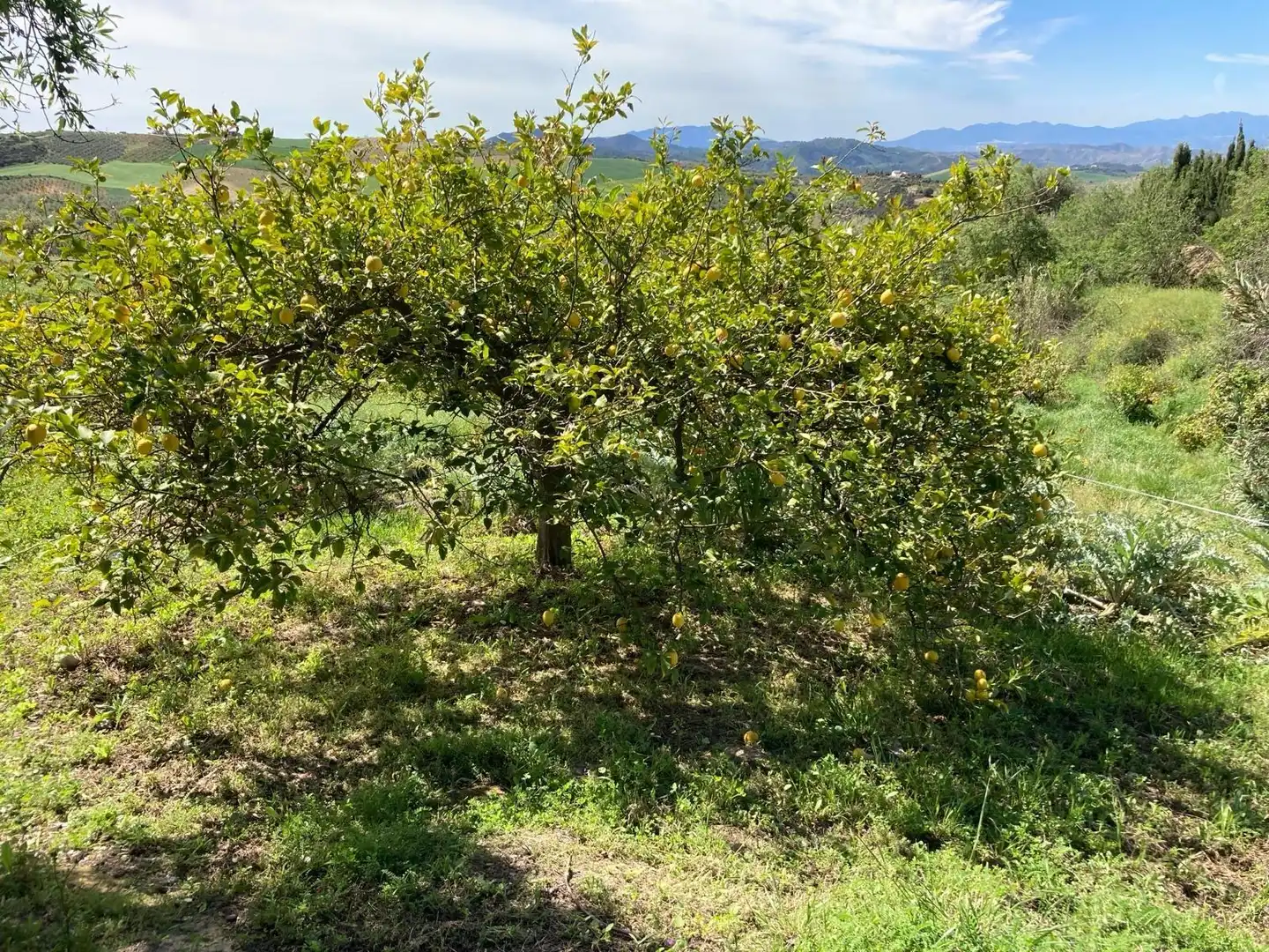Casa rústica amb jardí en venda a Bobadilla - Bobadilla Estación - La Joya, imagen 9