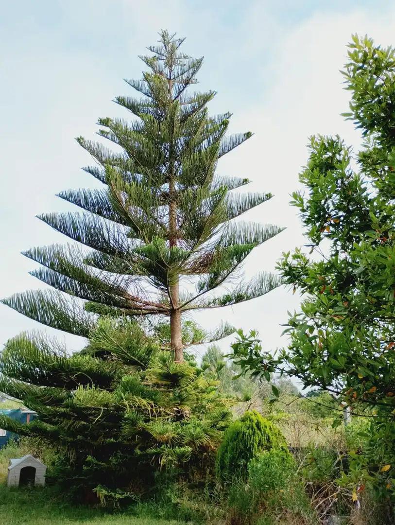 Jardí de Residencial en venda en Laredo