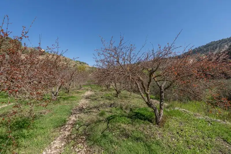 Terreni e lotti in vendita a Villamena, imagen 13