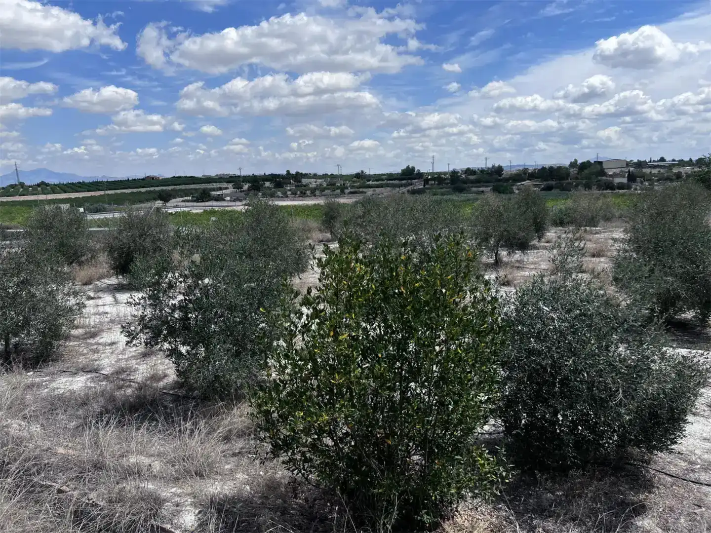 Finca rústica en venda en Las Torres de Cotillas, Murcia
