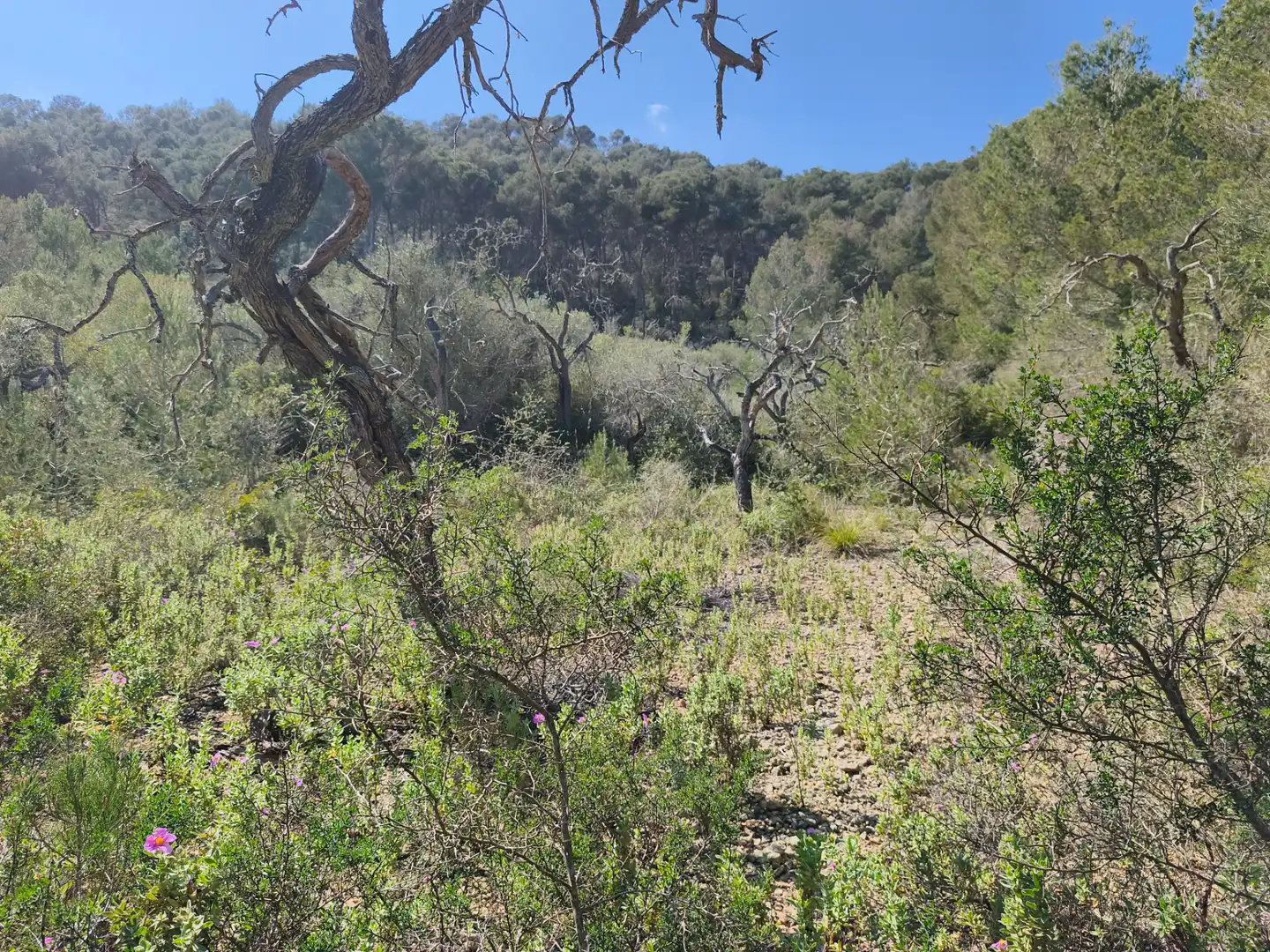 Terreno rustico in vendita a Algaida, imagen 12