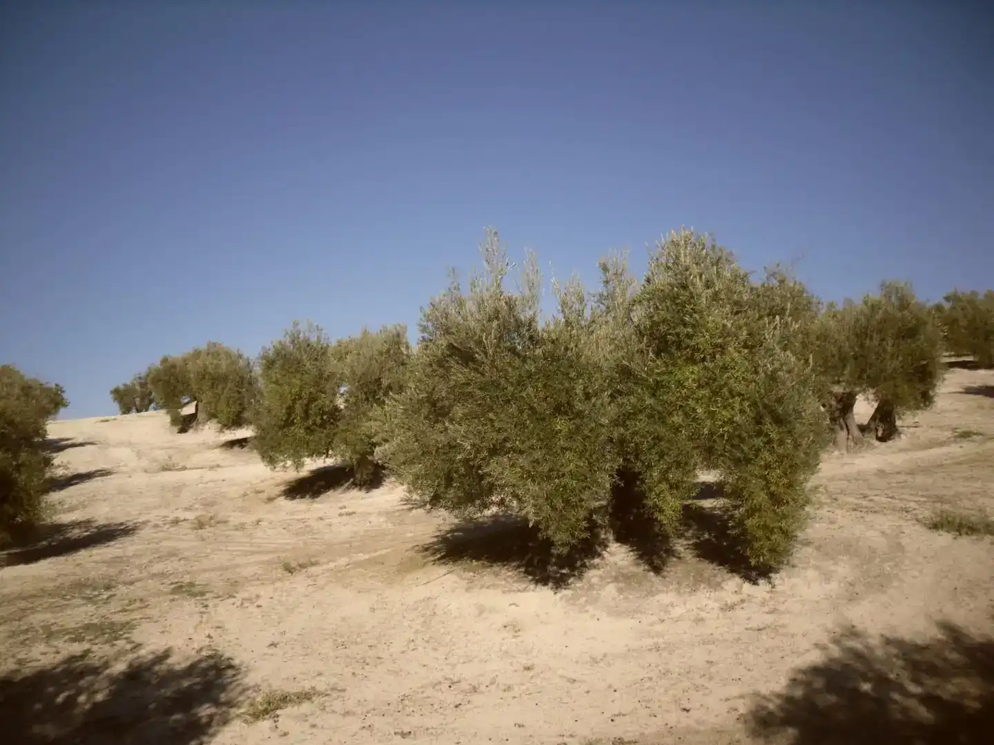 Terreno en venta en Lahiguera