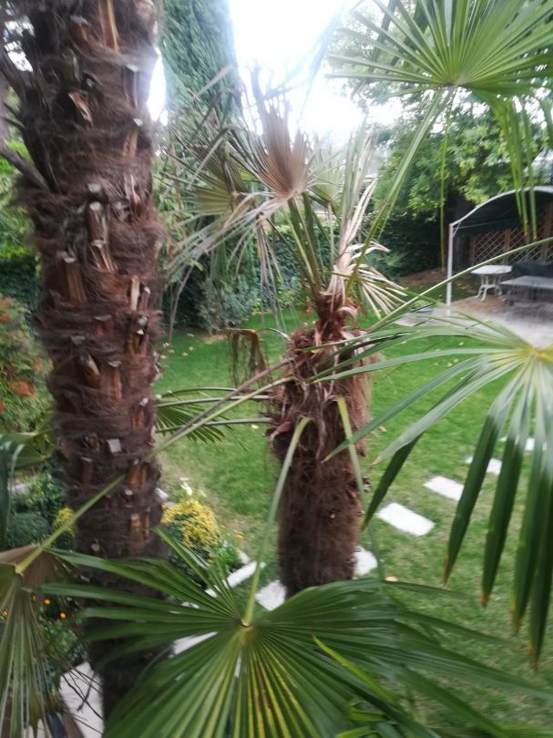 Garden of House or chalet for sale in  Madrid Capital  with Air Conditioner, Heating and Alarm