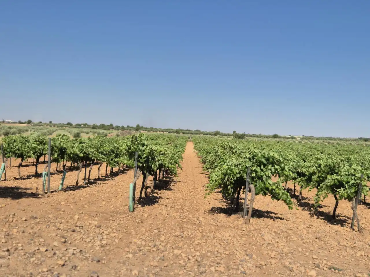 Terreno rustico in vendita a Las Colinas, imagen 4