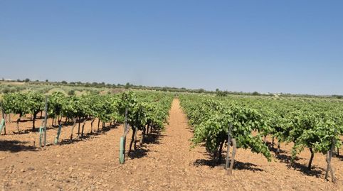Agua, producción y cupo 21 fanegas listas para seguir dando kilos desde el primer día, immagine 4