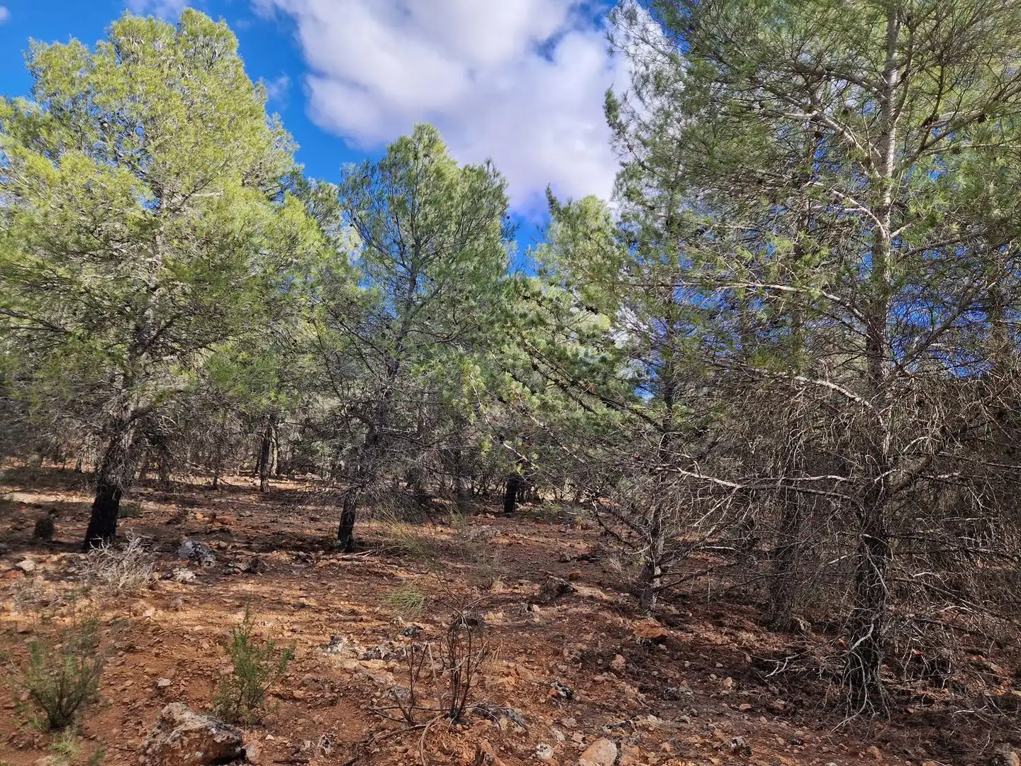 Rural land for sale in Pantano de Peñarroya 0, imagen 48
