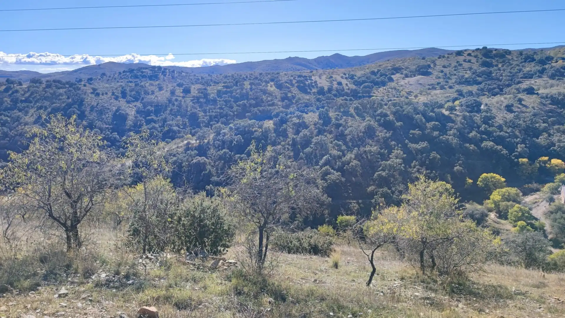 Land for sale in Alcudia de Monteagud
