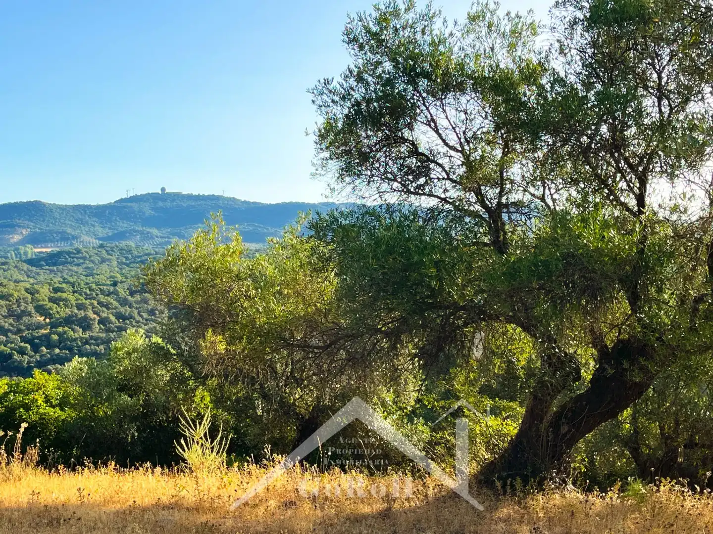 Land for sale in Constantina