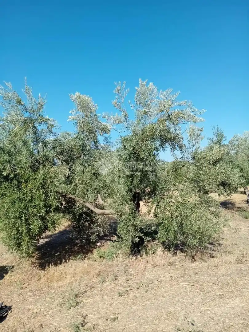 Rustikales Grundstück zum Verkauf in Úbeda, imagen 5