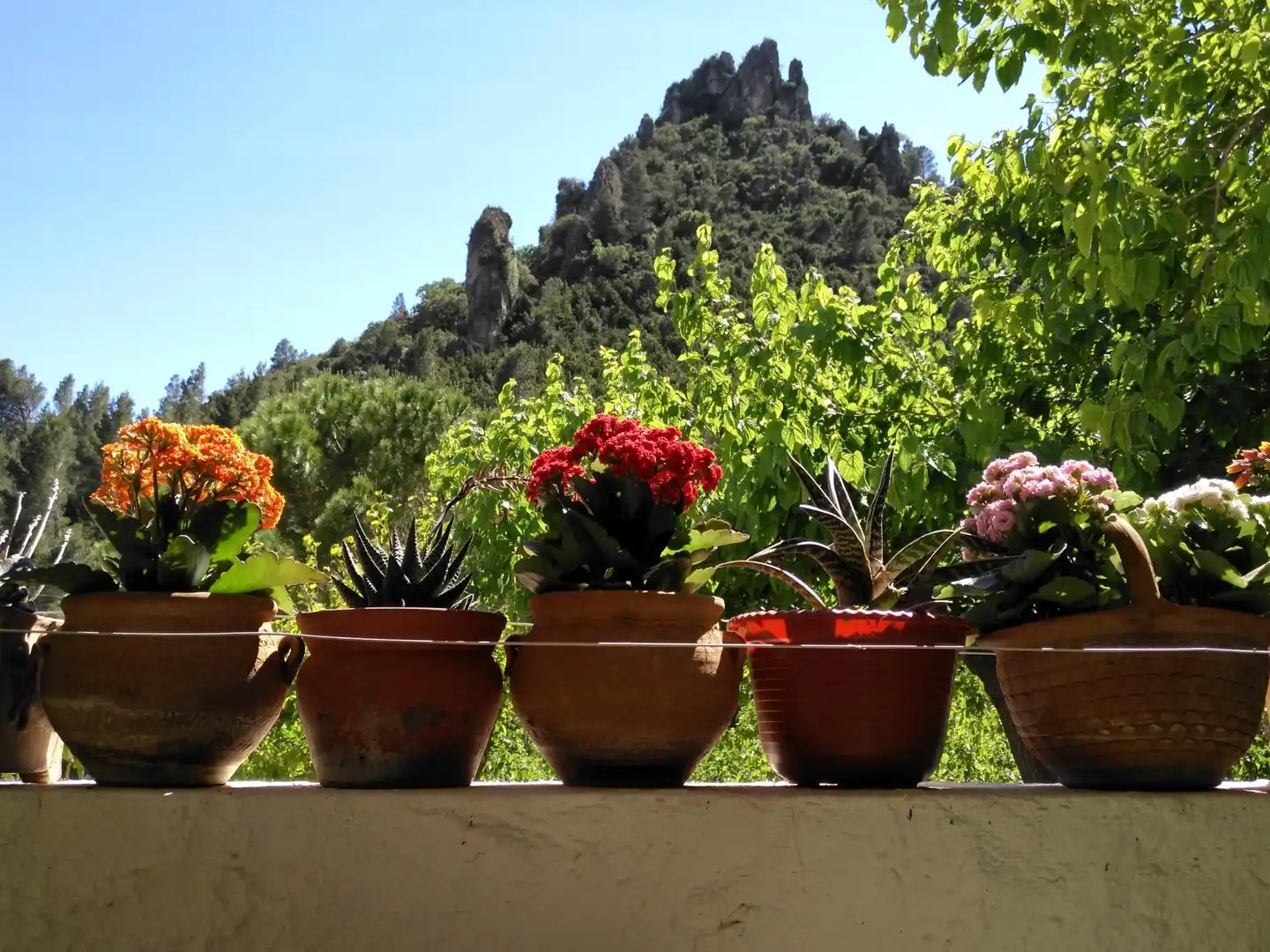 Jardí de Local en venda en Alfara de Carles amb Moblat