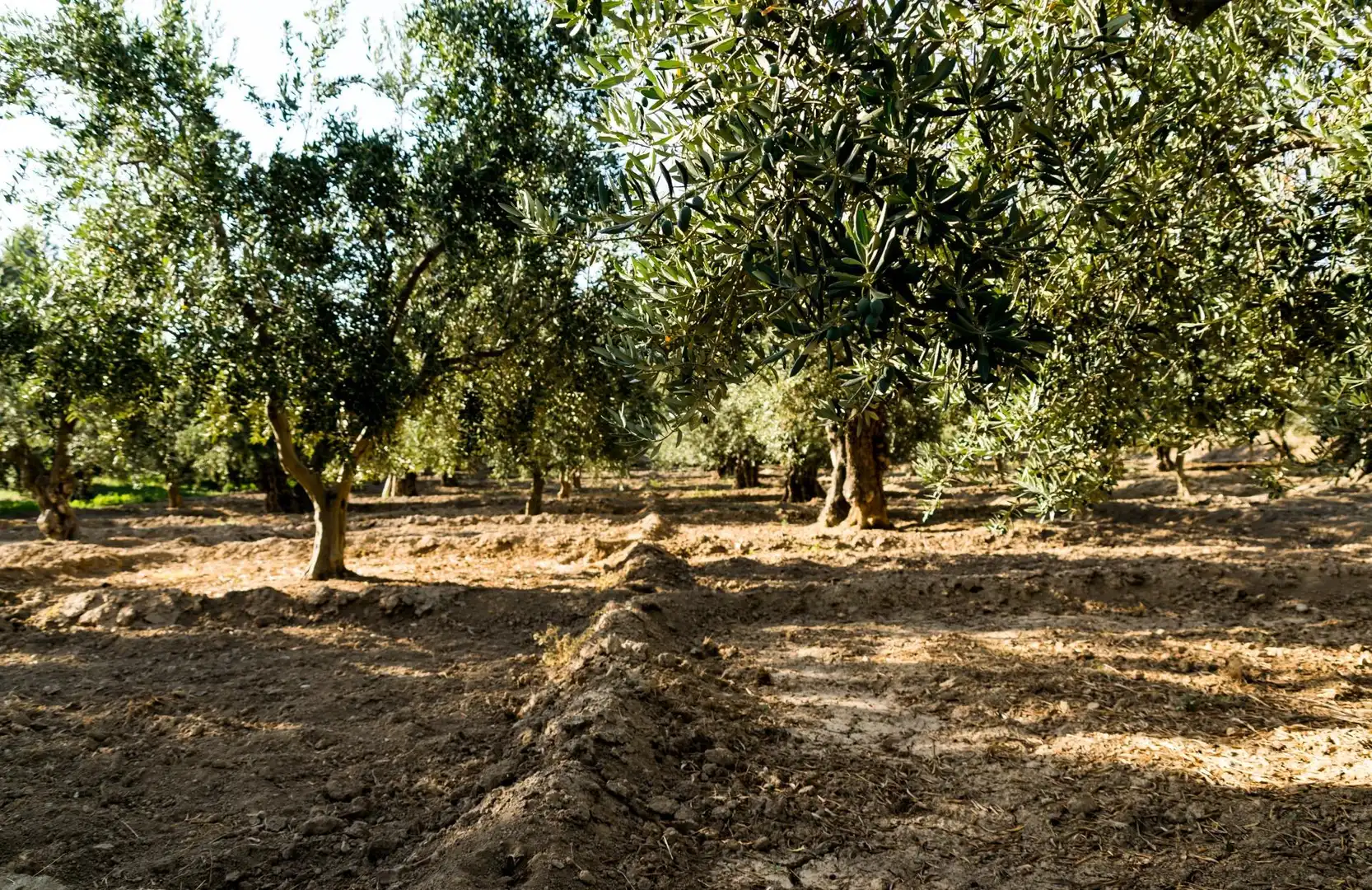 Terreno rustico in vendita a Urbanizacion PAGO VIÑA DEL REY, imagen 8