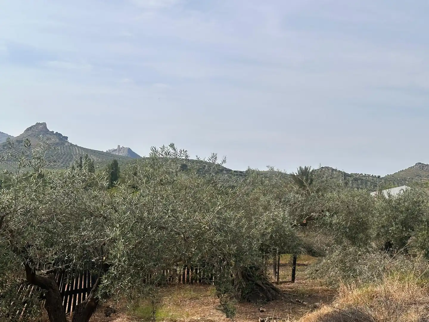 Finca rústica en venda en Jaén