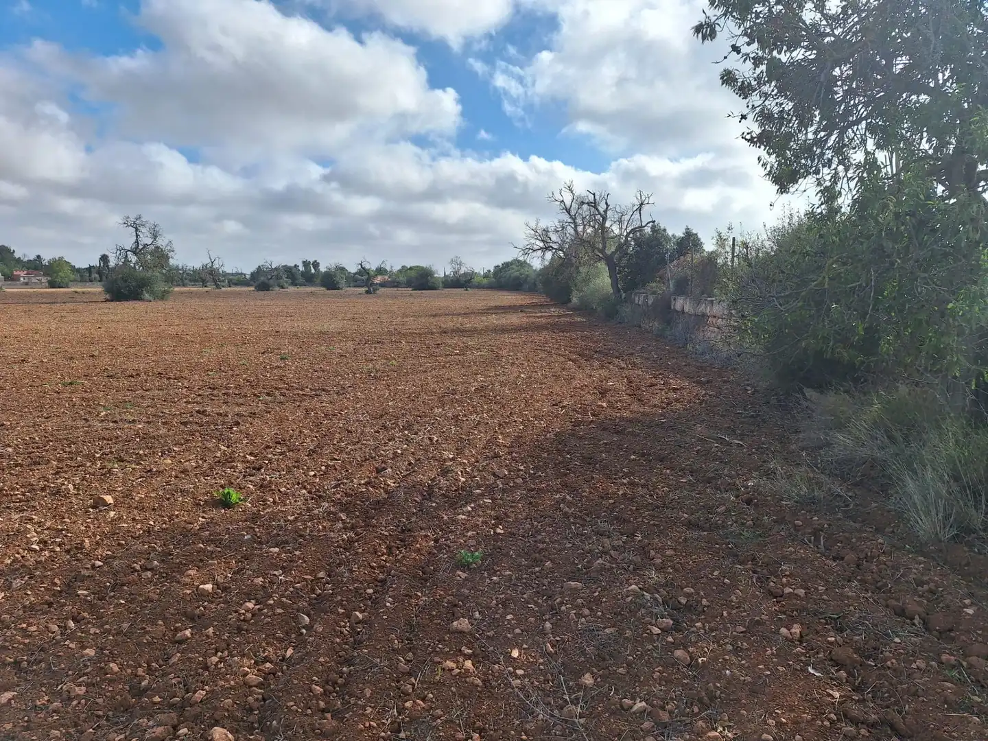 Terreno rustico in vendita a Llucmajor pueblo, imagen 10