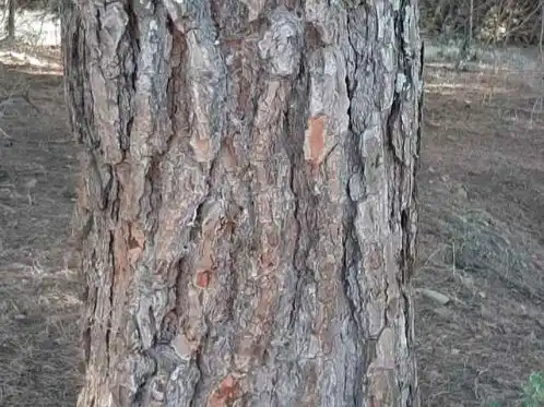 Terreno en venta en Santa Cruz de Paniagua