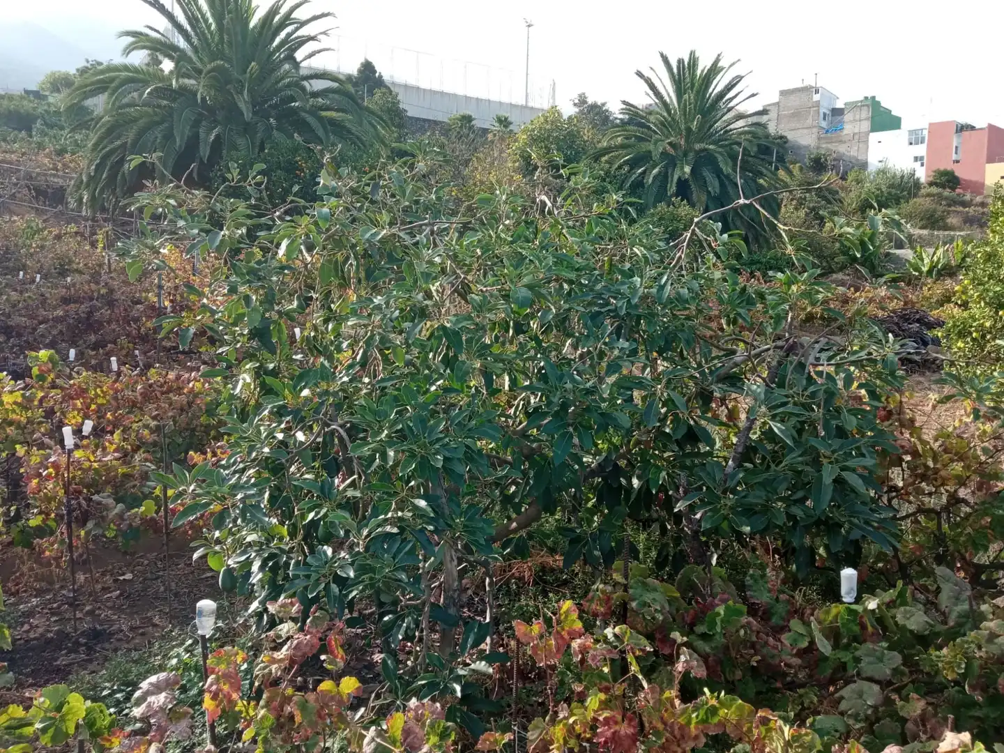 Terreno rustico in vendita a Las Cuevas - Los Gómez, imagen 45