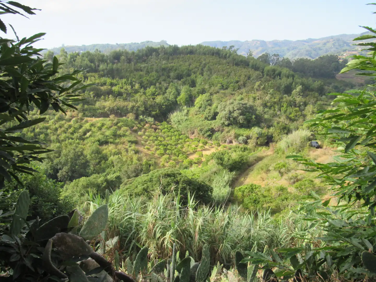 Land for sale in Moya (Las Palmas)