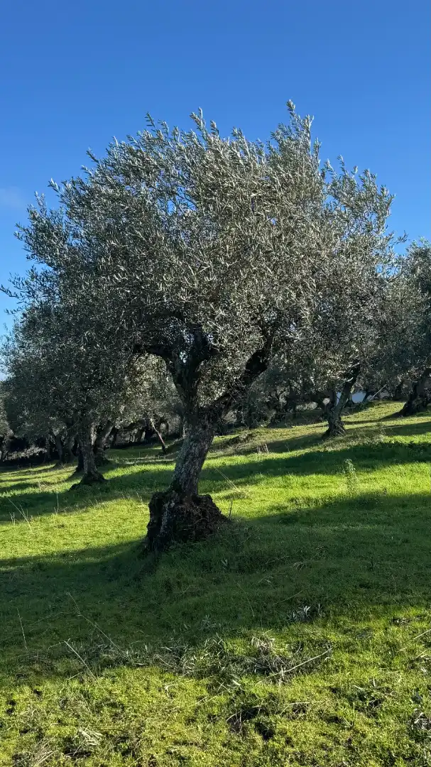 Terreni e lotti in vendita a Valencia de Alcántara, imagen 28