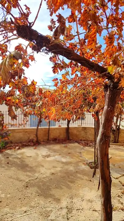 Terraced house with terrace for sale in Vélez-Rubio, imagen 2