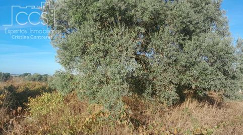 Foto 2 de Terreno en venta en Almonte ciudad, Almonte